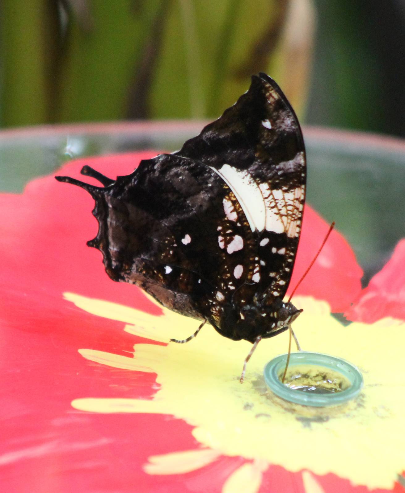 Butterfly ID