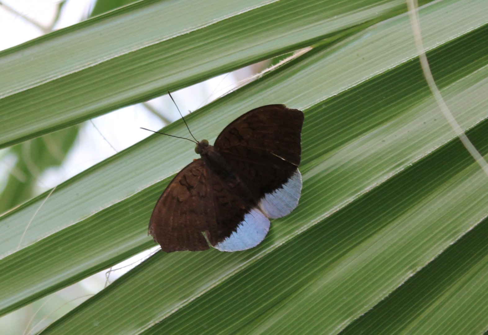 Butterfly ID