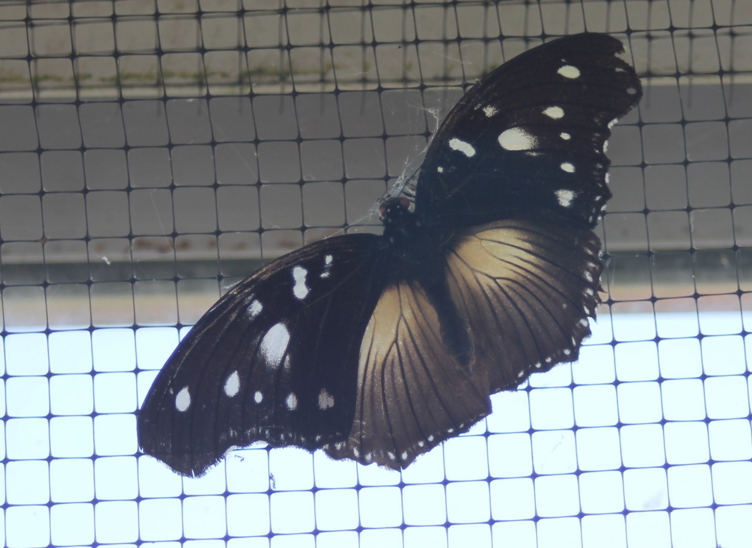 Butterfly ID