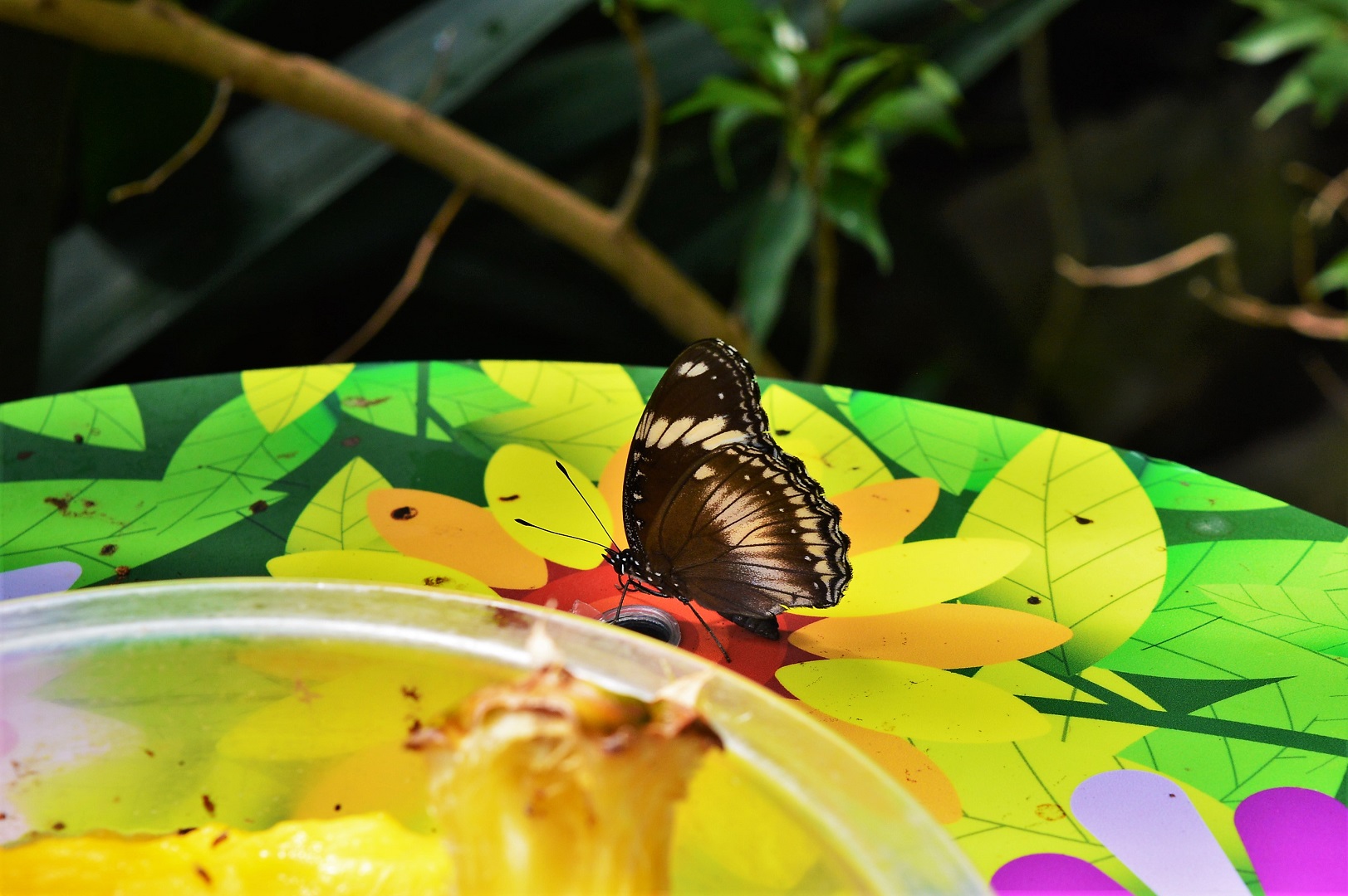 Butterfly ID?