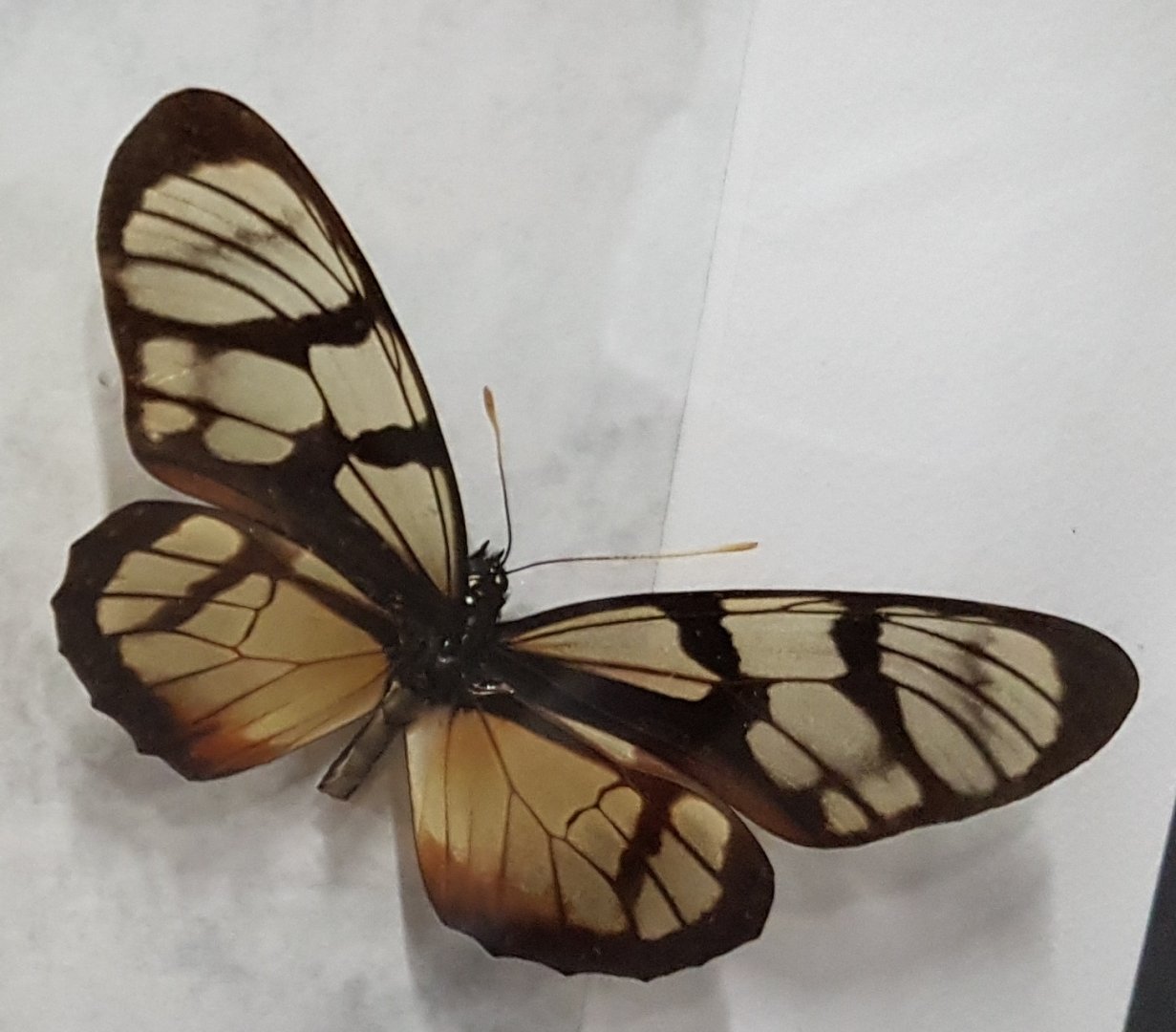 Butterfly ID