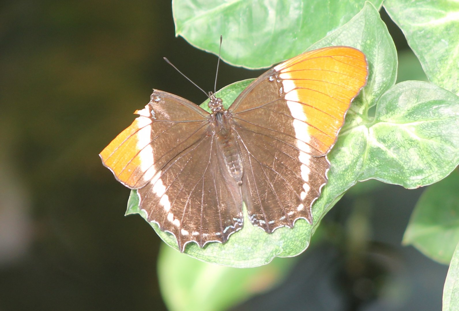 Butterfly ID