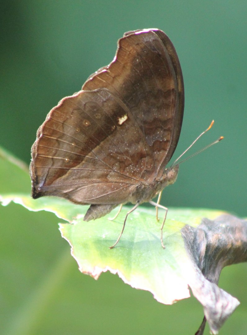 Butterfly ID