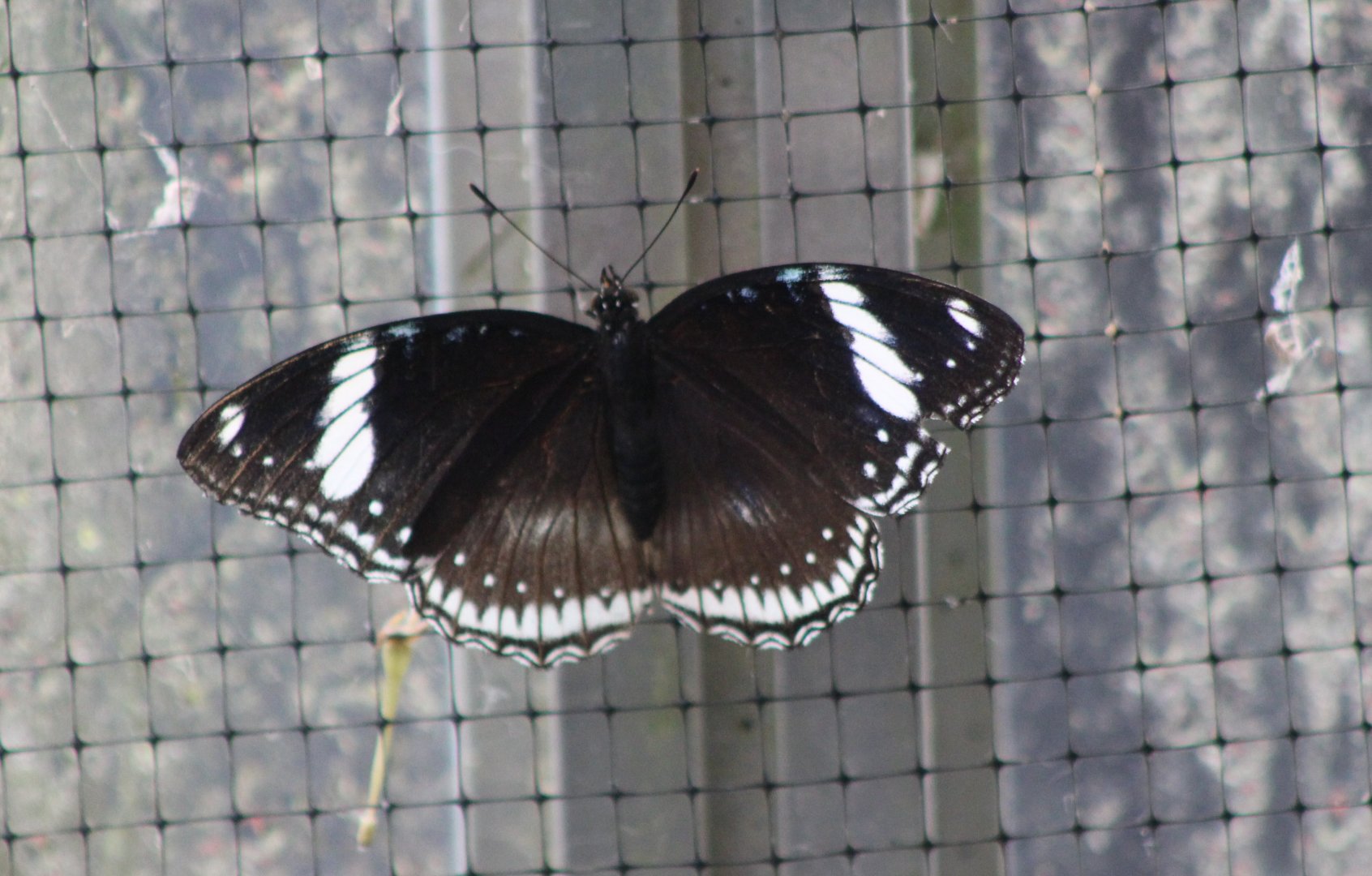 Butterfly ID