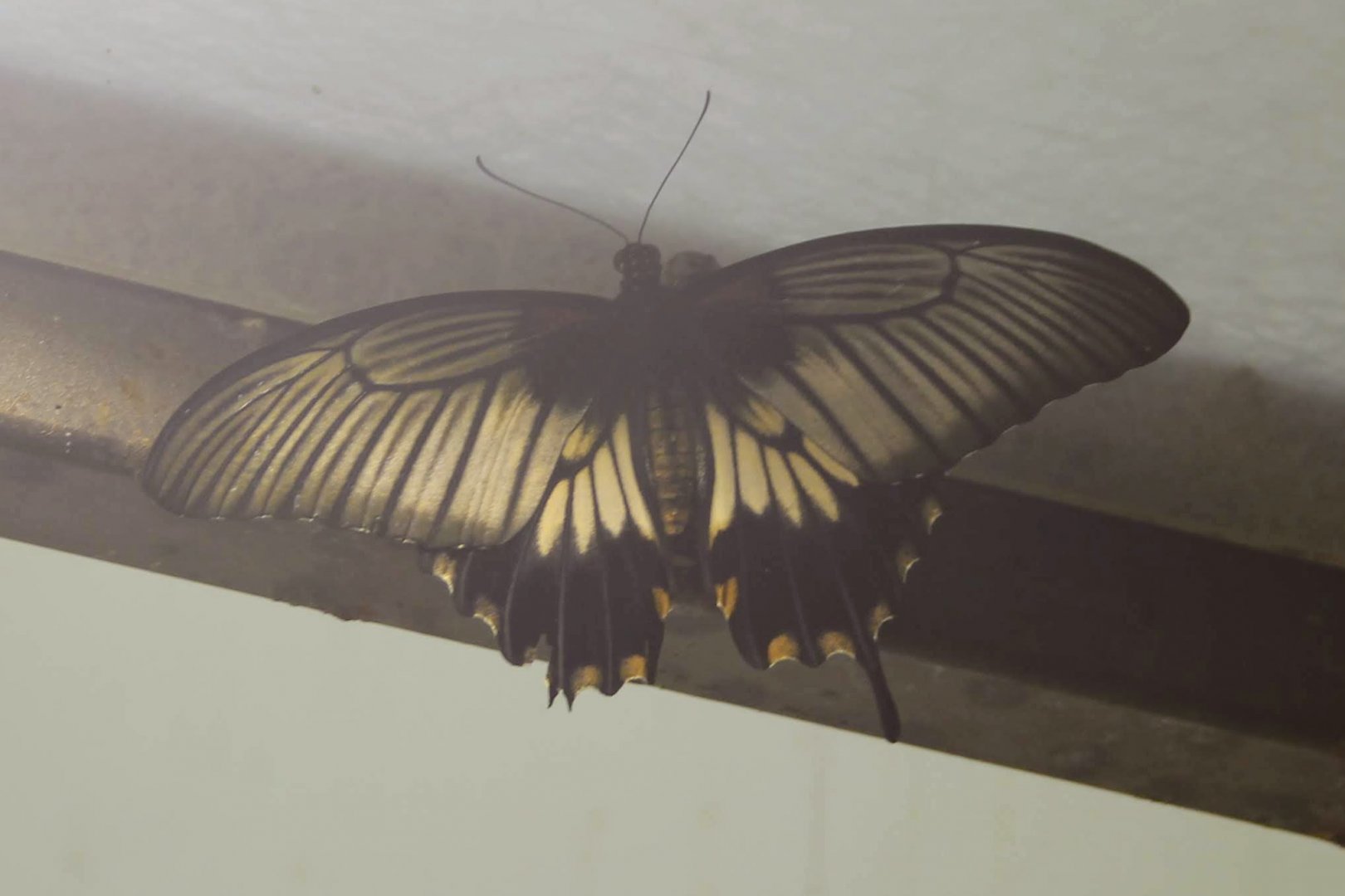 Butterfly ID?