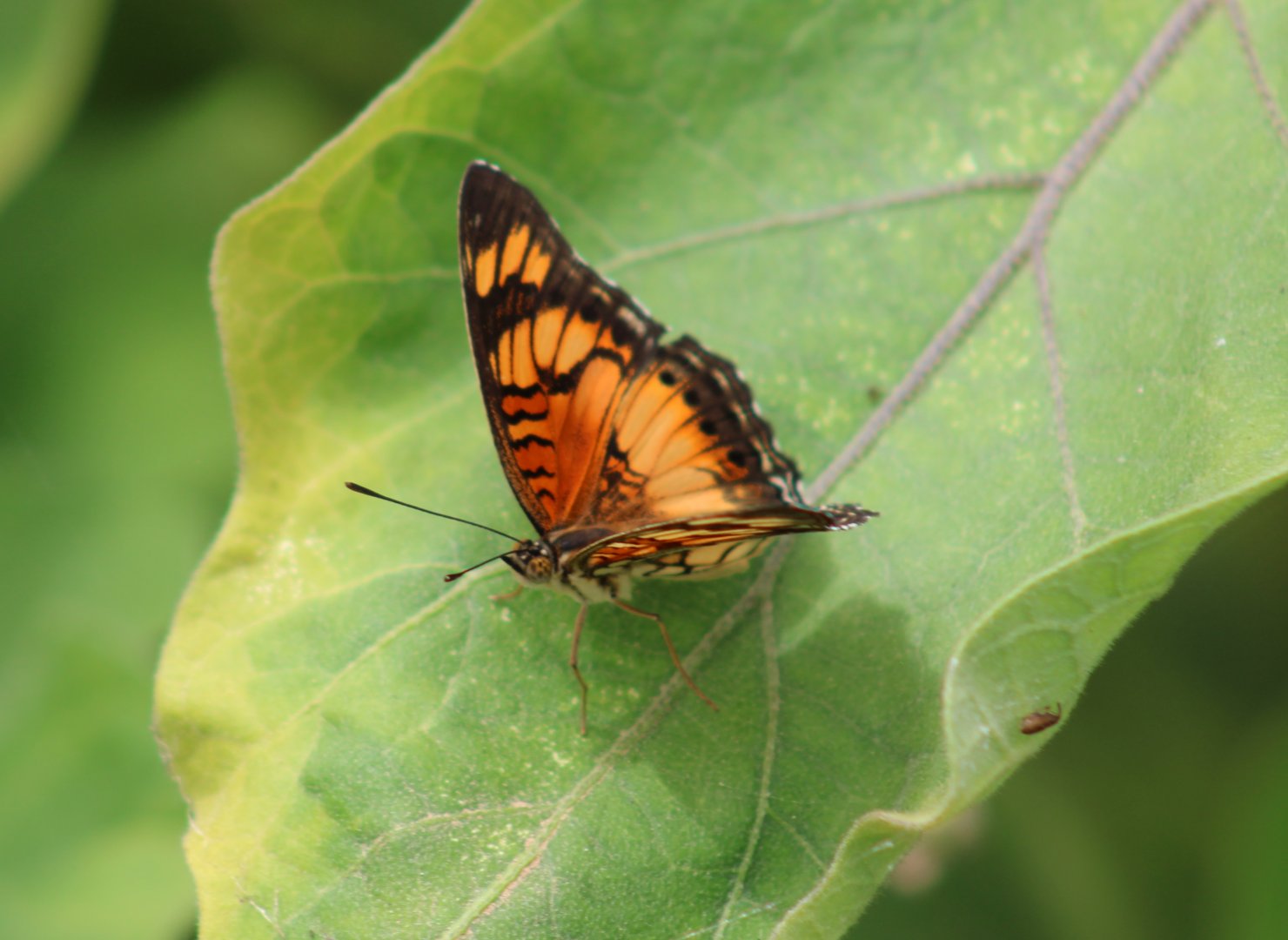 Butterfly ID