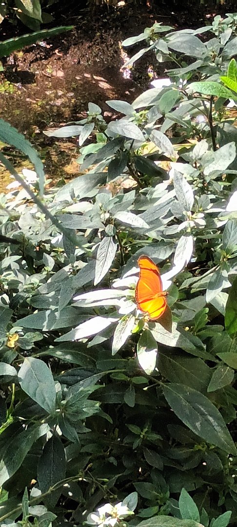 Butterfly ID