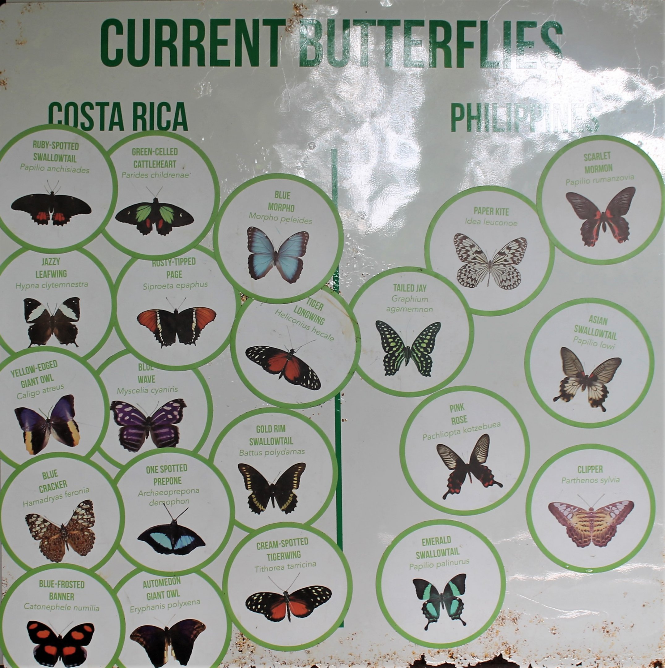 butterfly identification board