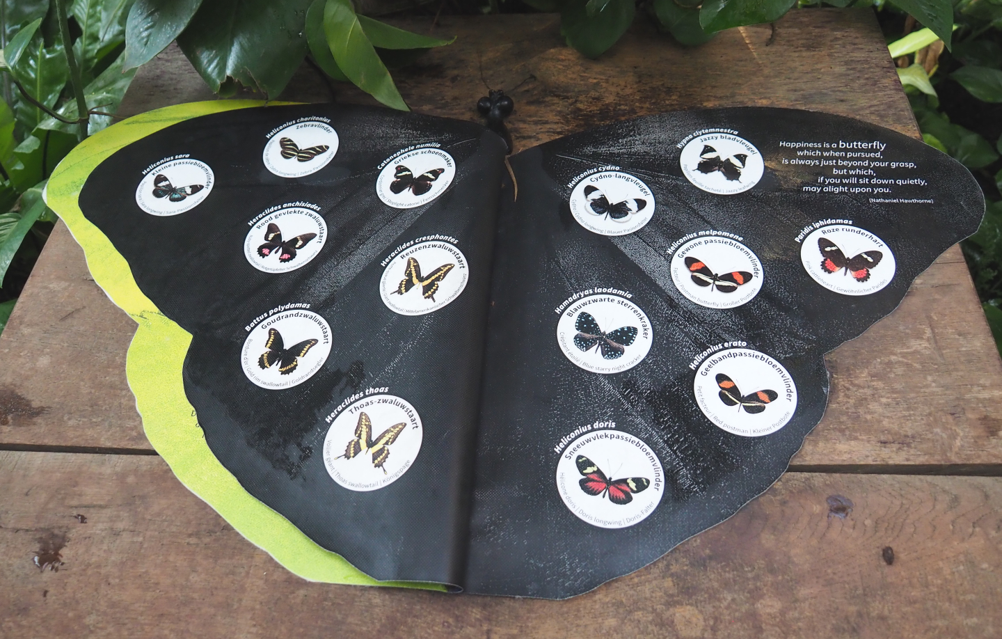 Butterfly identification book in the winter garden/butterfly house, 2020-09-20
