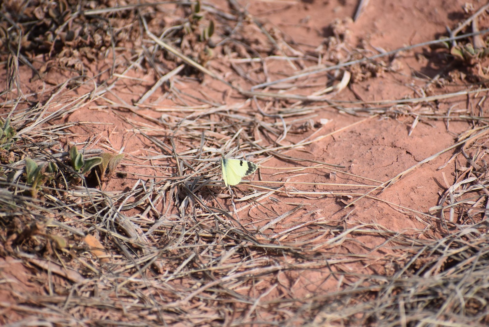 Butterfly Identification - (Issen, Morocco)
