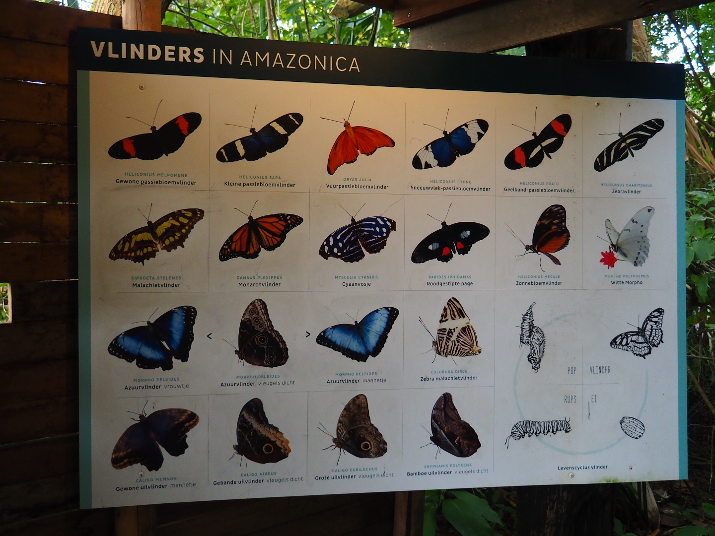 Butterfly identification sign (Nov 10th, 2018)
