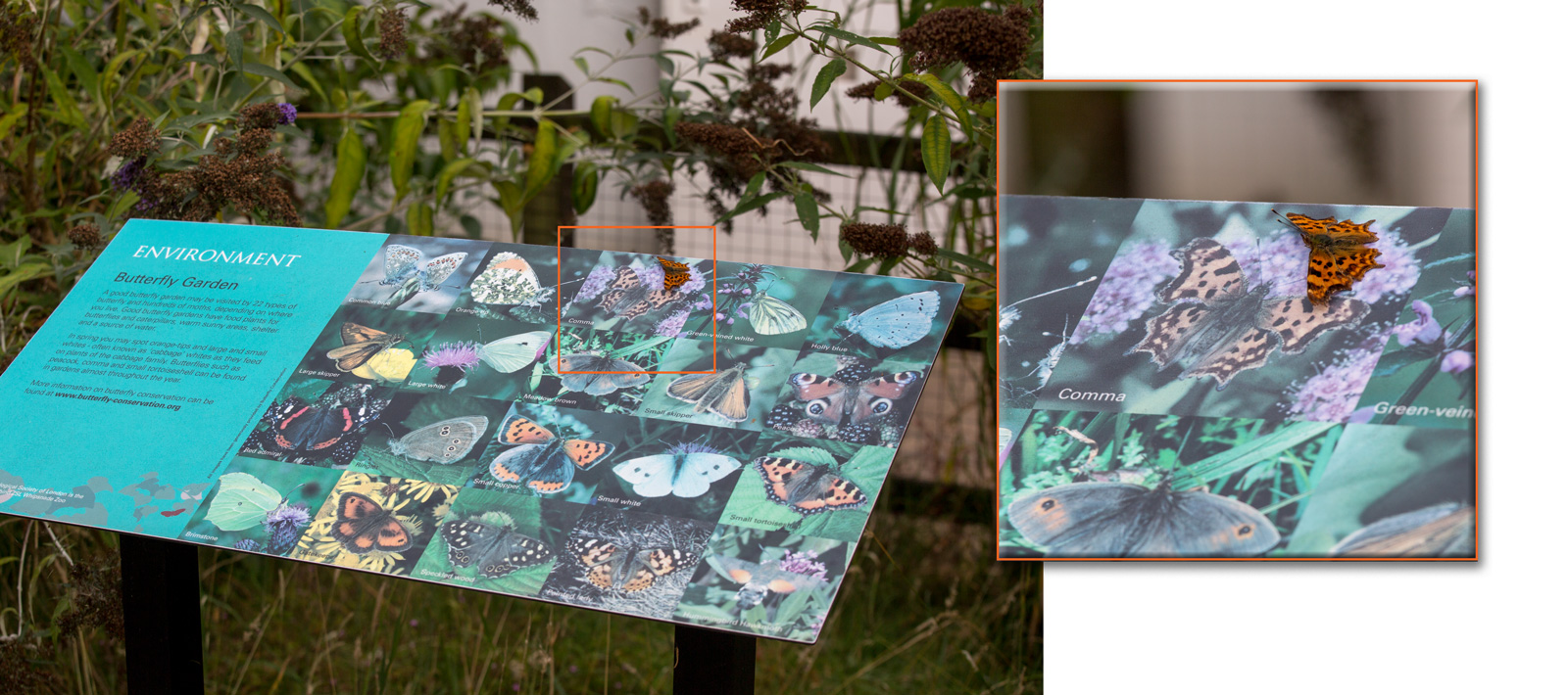 Butterfly identification (the easy way) : Whipsnade : 01 Aug 2014