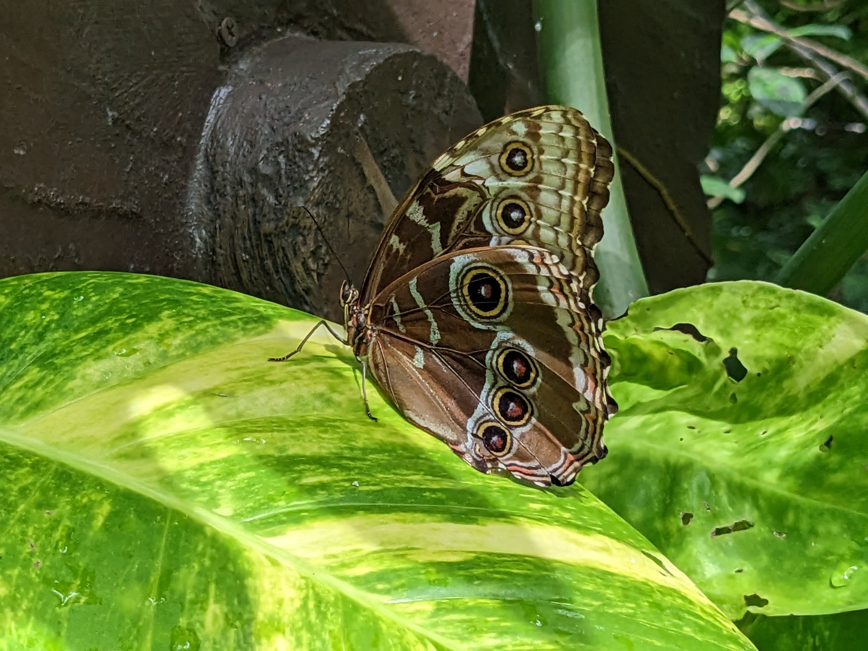 Butterfly in butterfly aviary