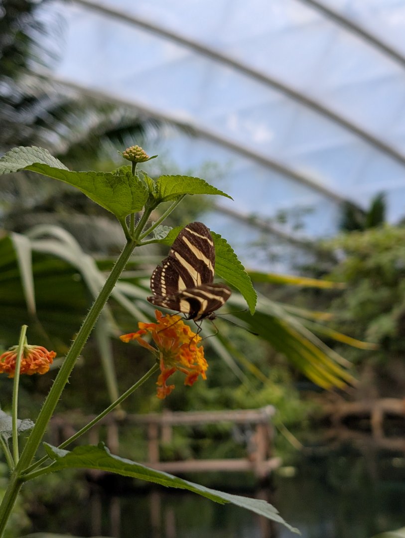 Butterfly in Mangrove House