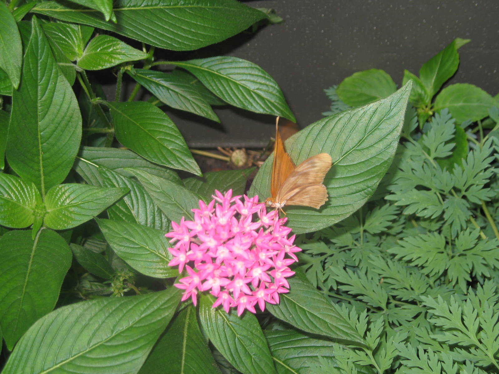 Butterfly in Pollinarium