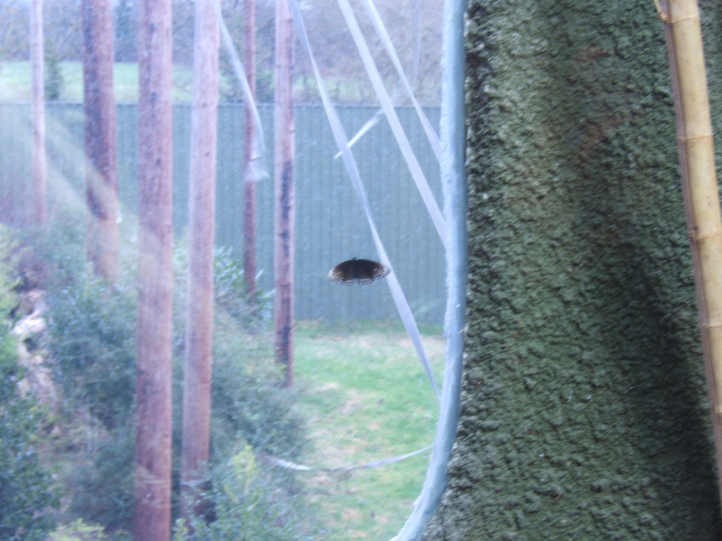 Butterfly in Retic exhibit