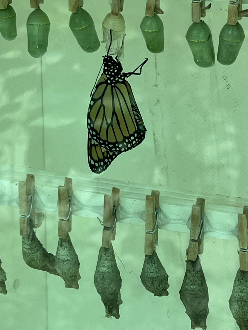 Butterfly in the Box