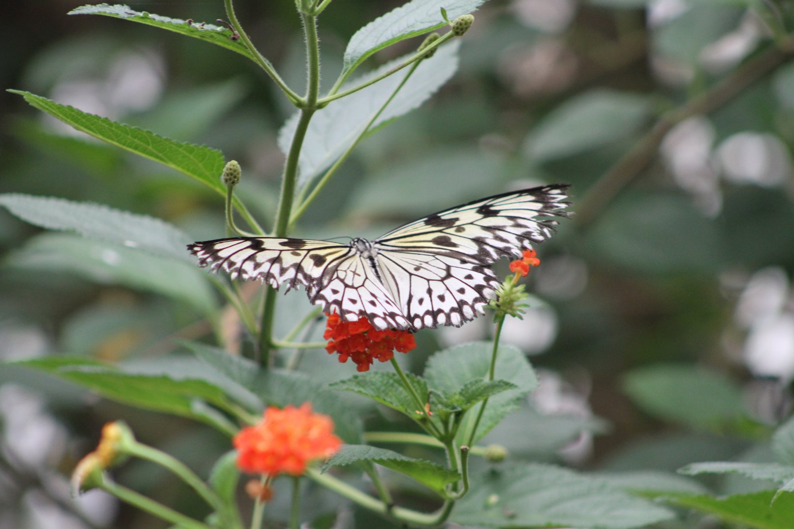 Butterfly in the Tropical House