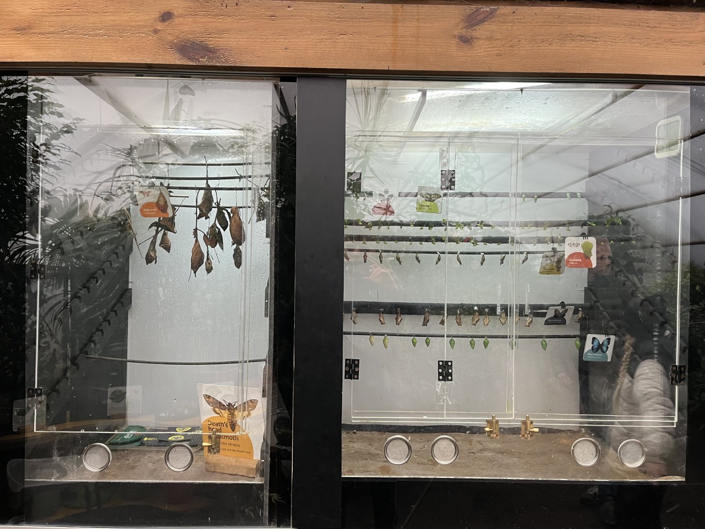 Butterfly incubation area 11.2.25