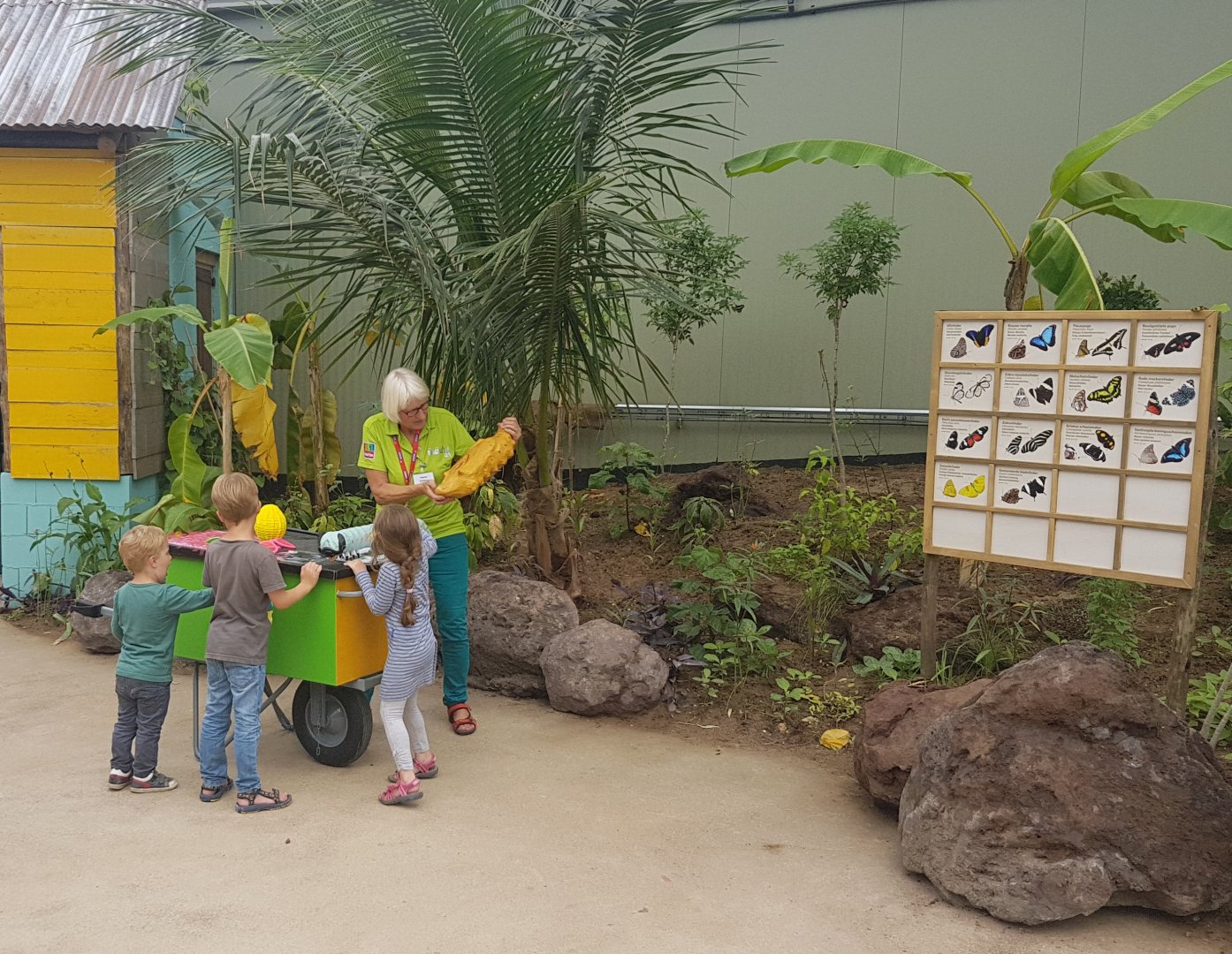 Butterfly-info at the Mangrove-hall