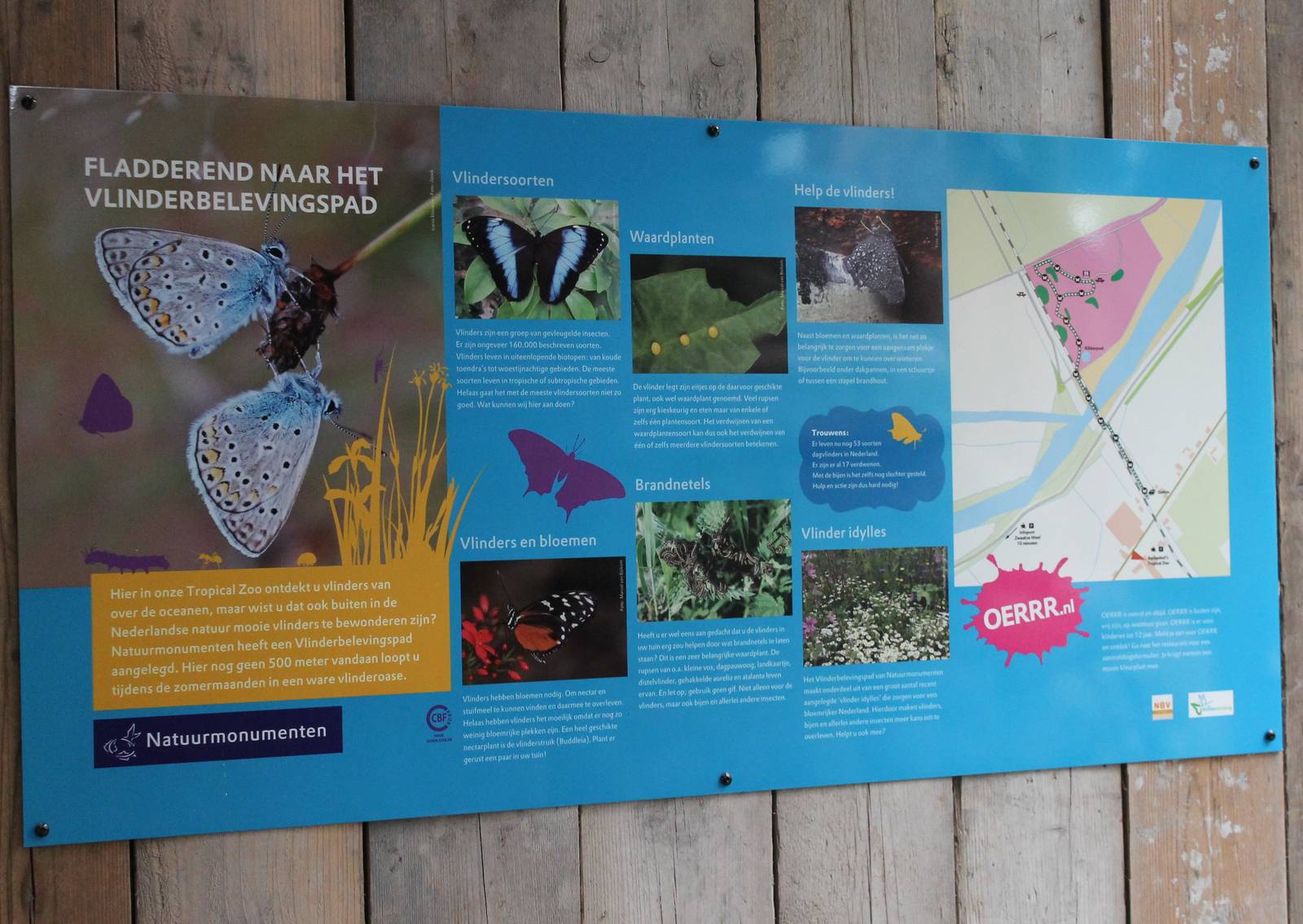 Butterfly information