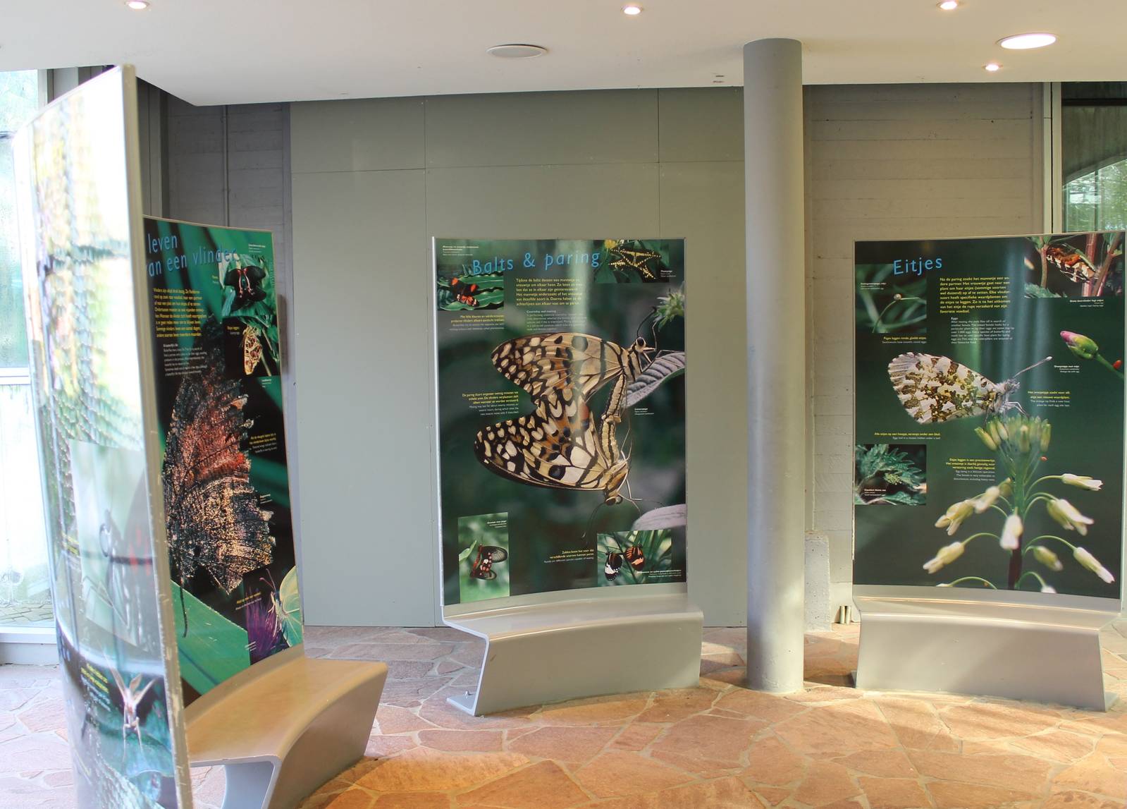 Butterfly information