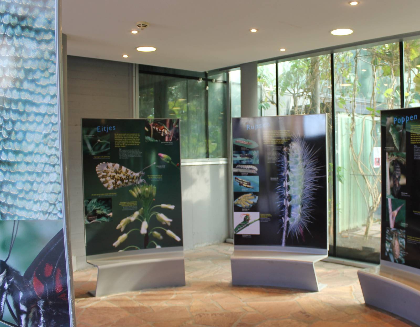 Butterfly information