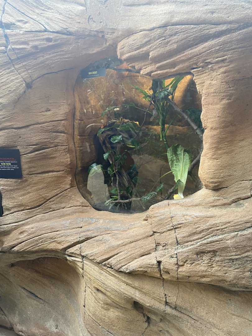 Butterfly & Insect Pavilion - Bush Cricket Terrarium