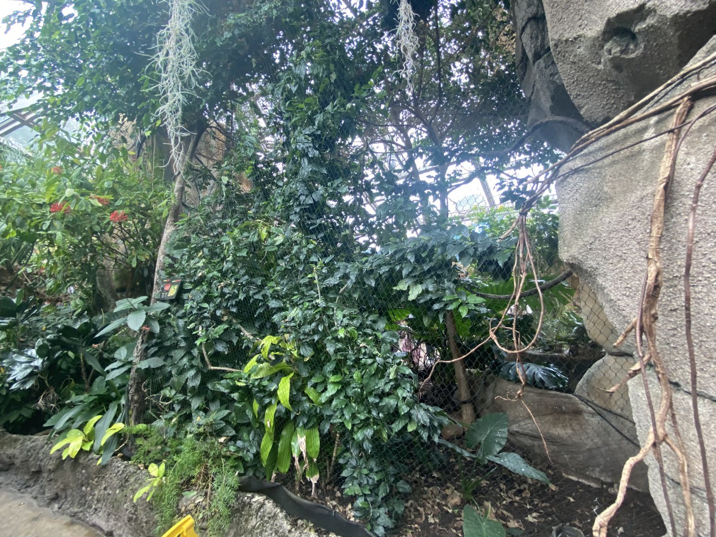 Butterfly & Insect Pavilion - Crested Wood Partridge/Blue Crowned Laughingthrush Exhibit