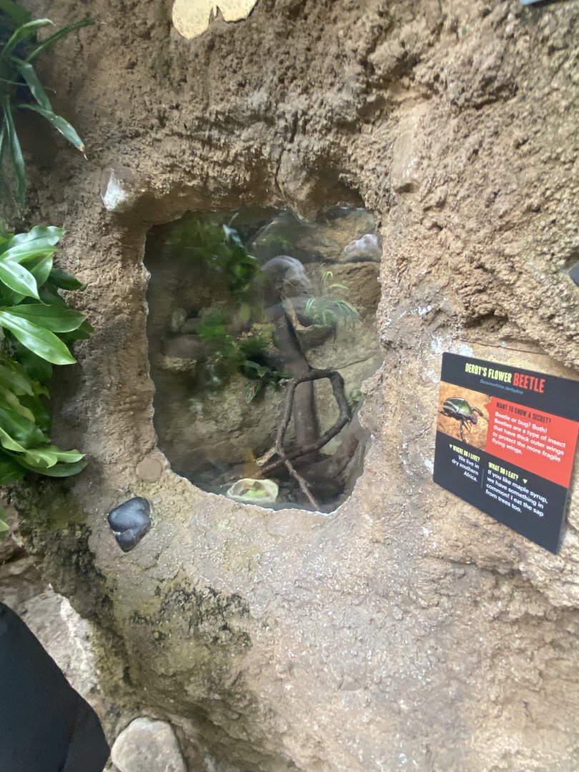 Butterfly & Insect Pavilion - Derby’s Flower Beetle Terrarium