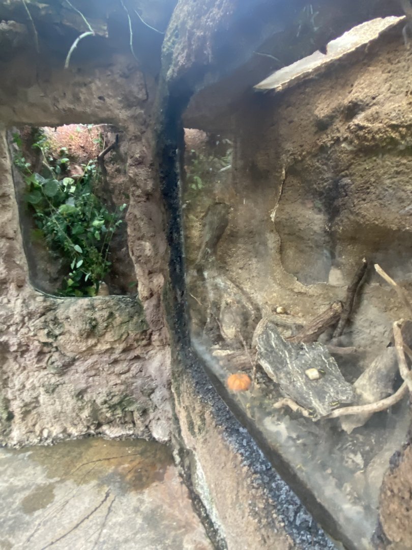 Butterfly & Insect Pavilion - Dragon Headed Katydid & Black beauty  Walkingstick