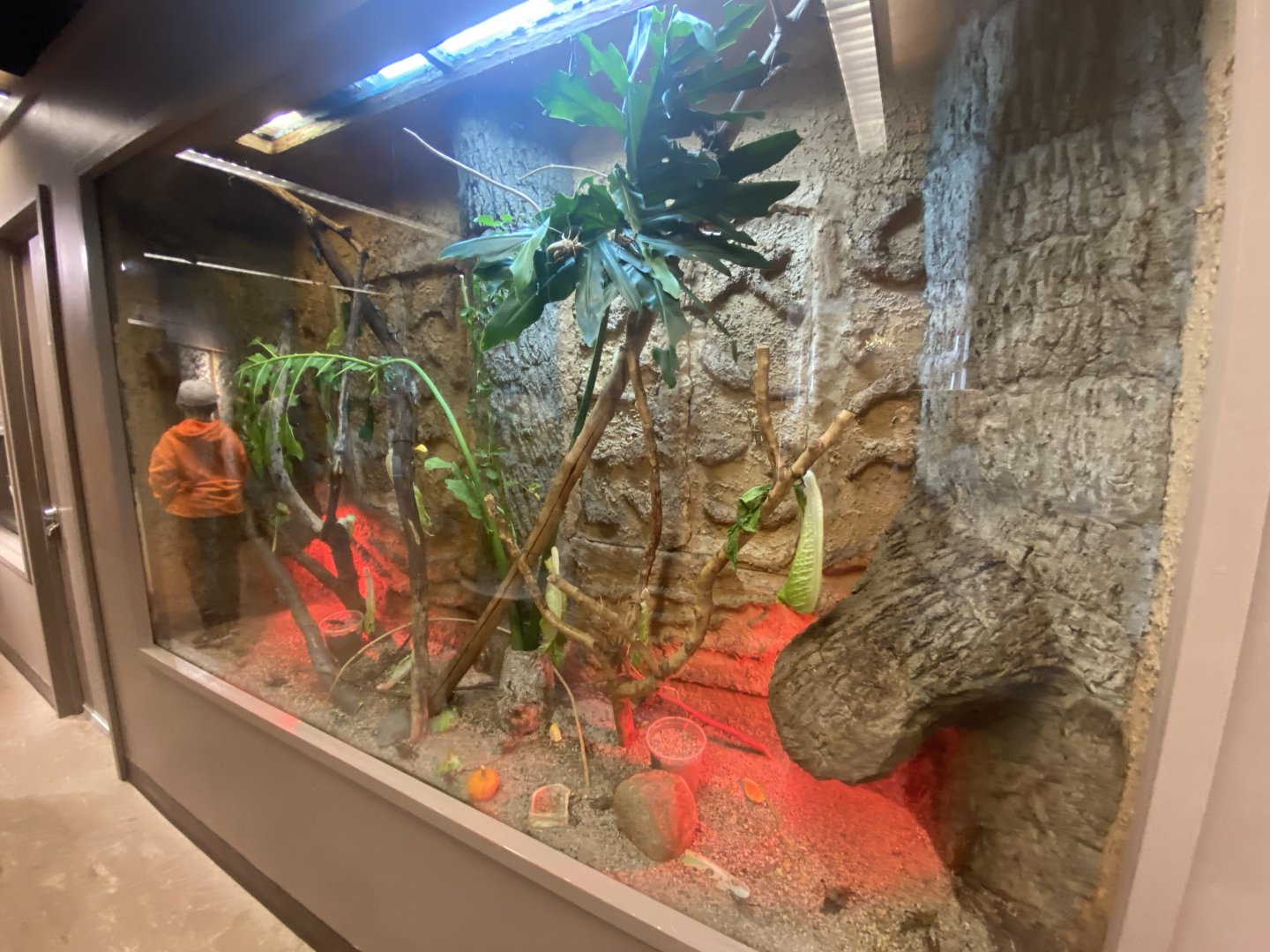 Butterfly & Insect Pavilion - Eastern lumber Grasshopper Exhibit