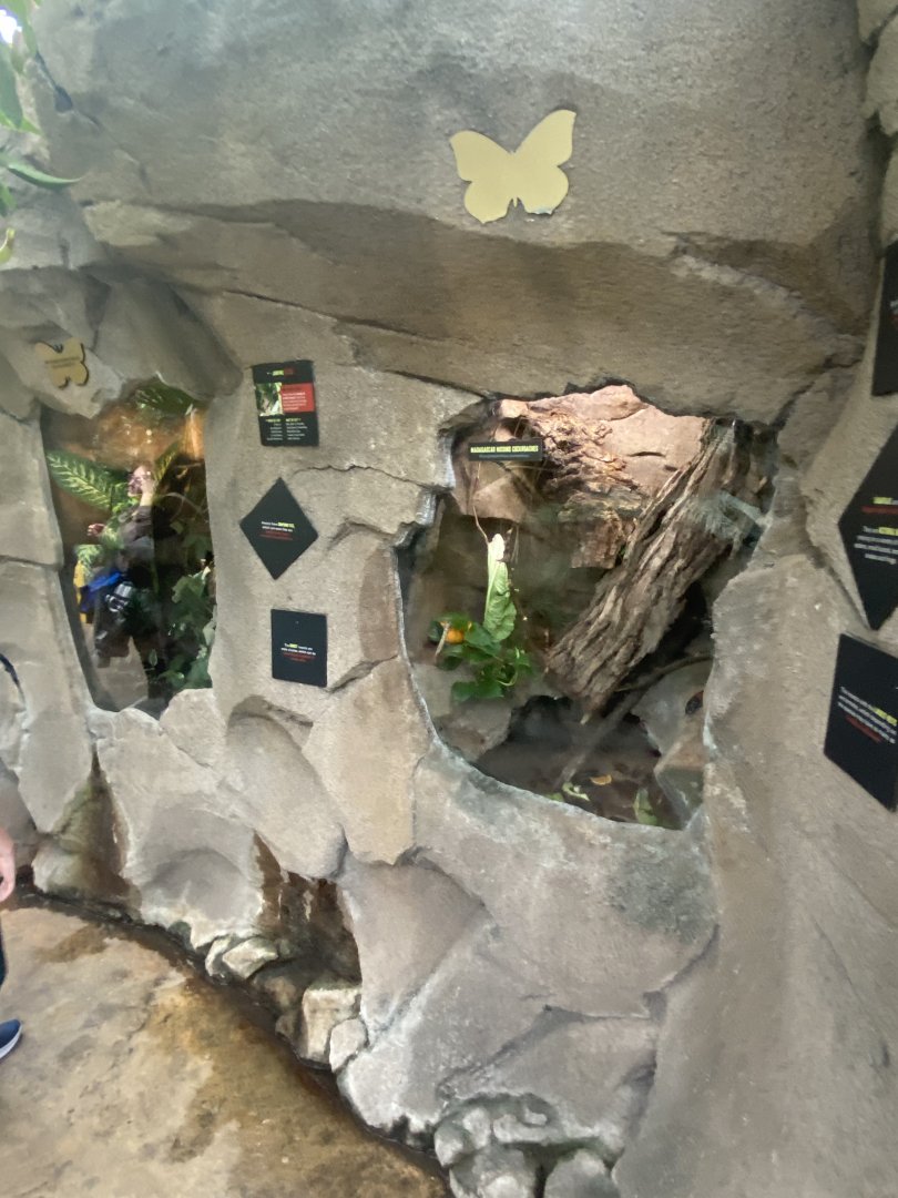 Butterfly & Insect Pavilion - Giant Jumpingstick & Madagascar Hissing Cockroach Terrariums