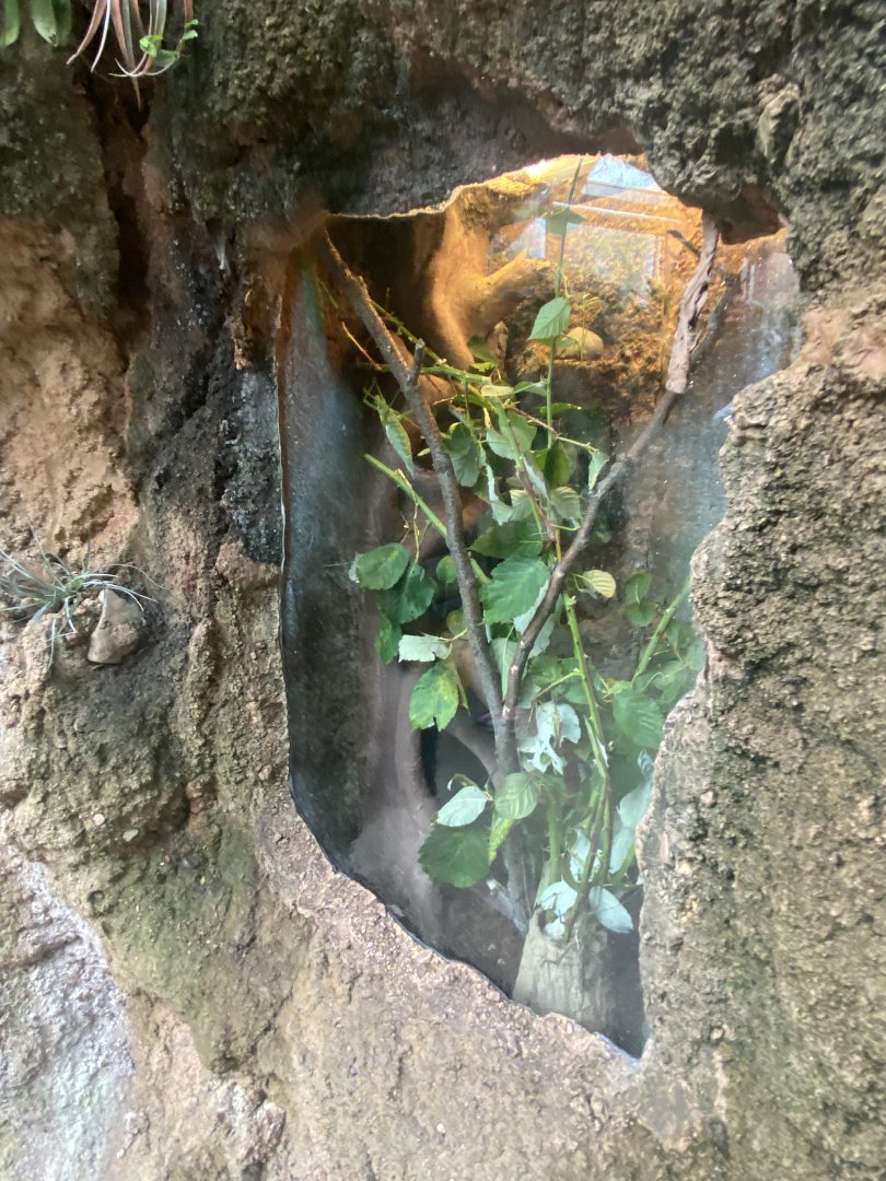 Butterfly & Insect Pavilion - Jungle Nymph Terrarium