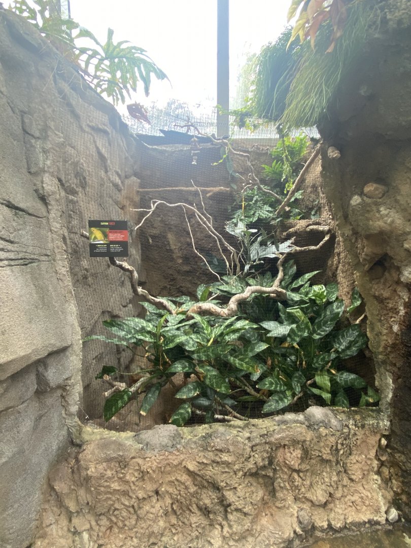 Butterfly & Insect Pavilion - Saffron Finch Exhibit