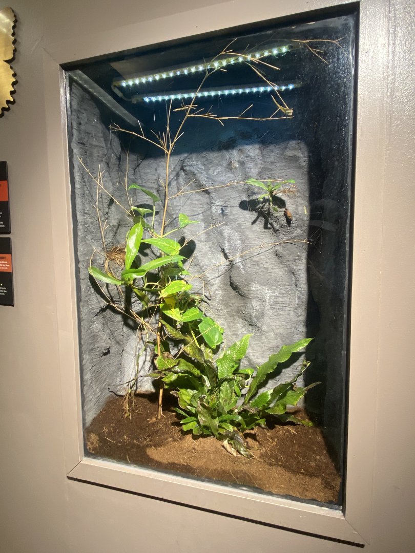 Butterfly & Insect Pavilion - Yellow Garden Spider Terrarium