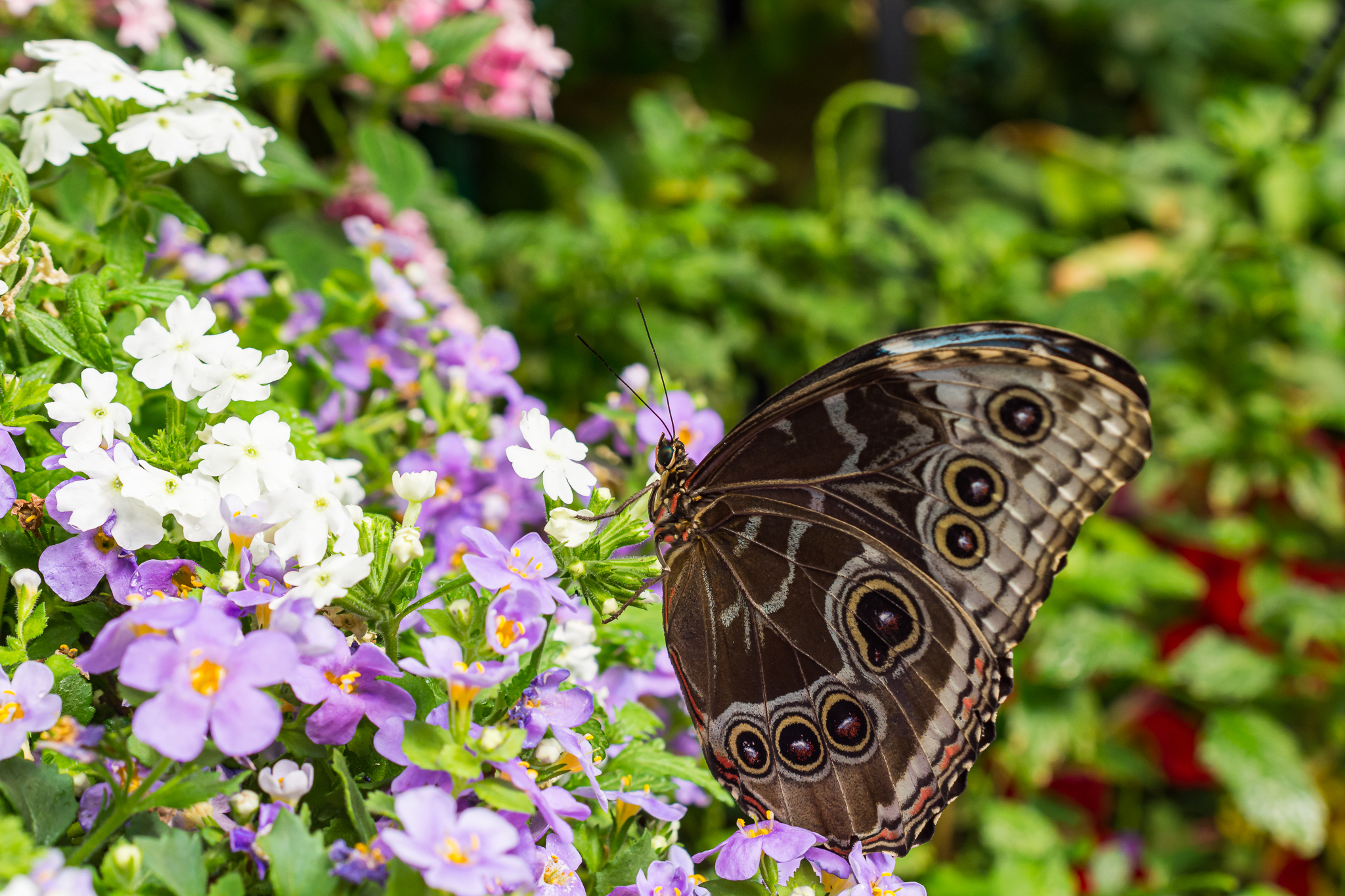 Butterfly Jungle Common Blue Morpho