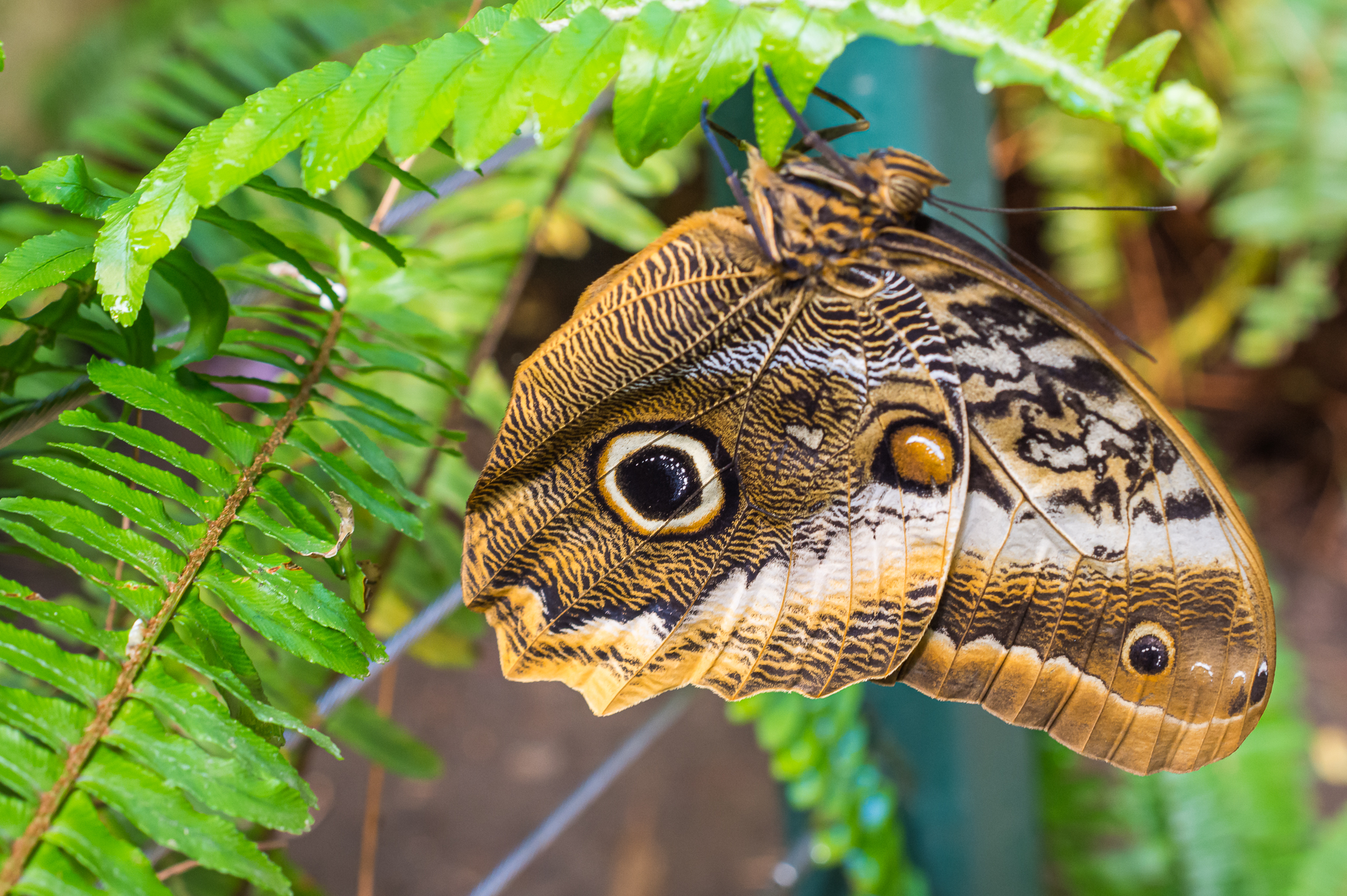 Butterfly Jungle Giant Owl