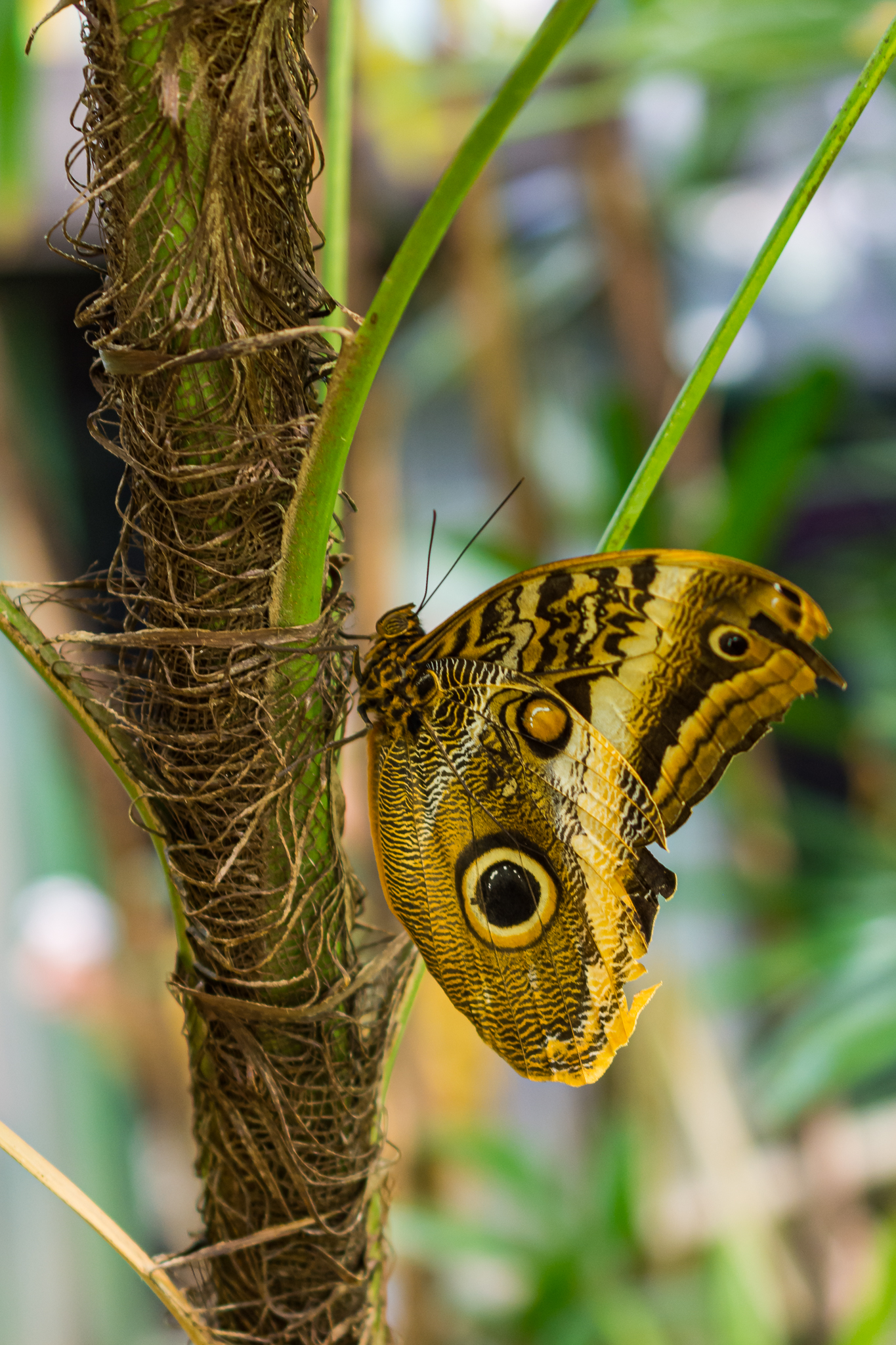 Butterfly Jungle Giant Owl