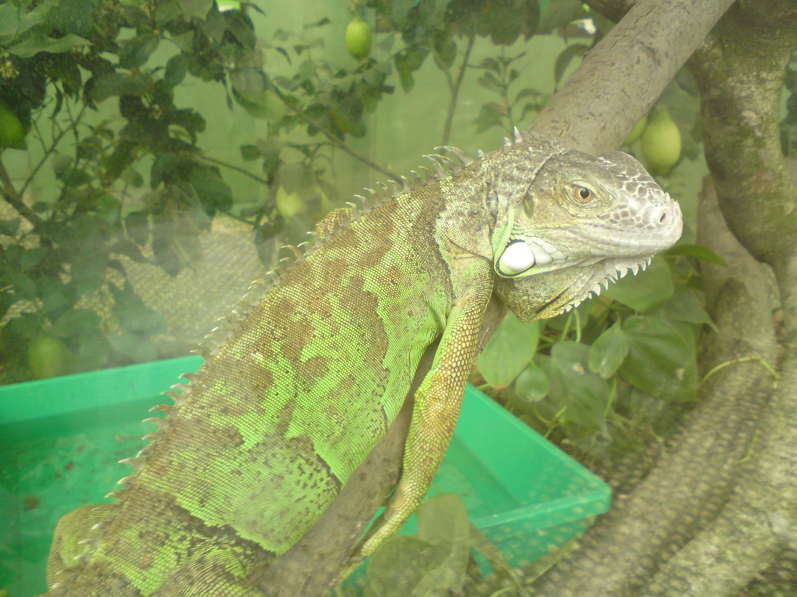 Butterfly Jungle, Natural History Museum