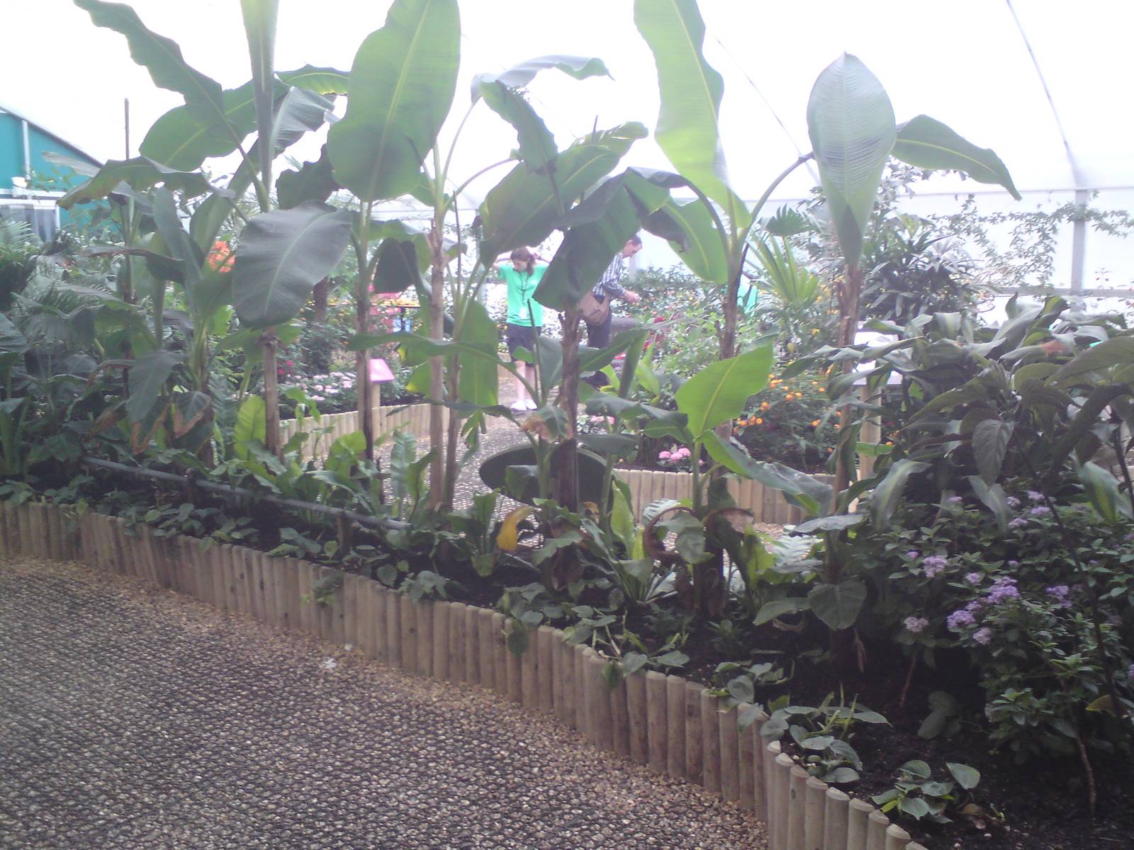 Butterfly Jungle, Natural History Museum