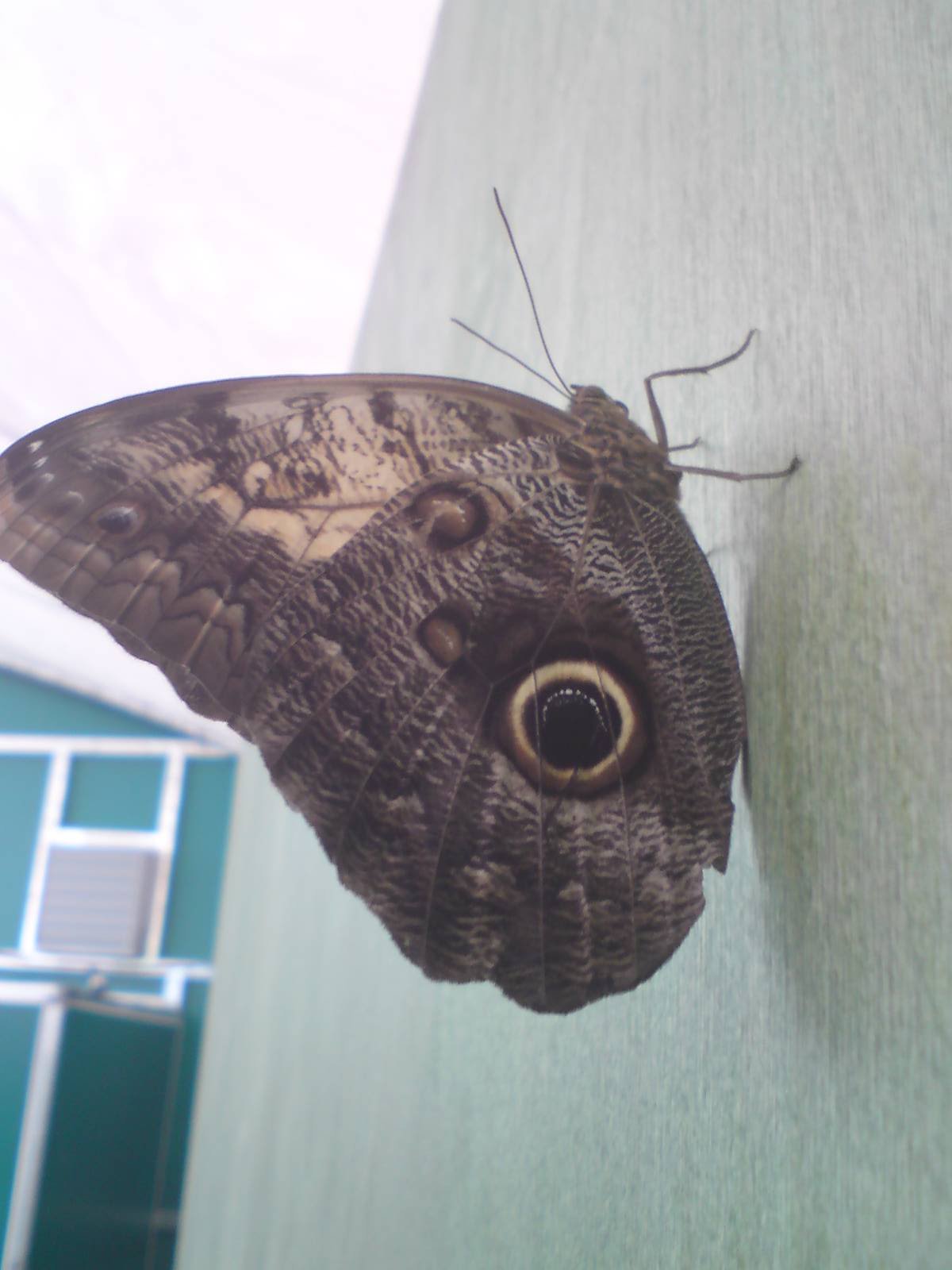 Butterfly Jungle, Natural History Museum