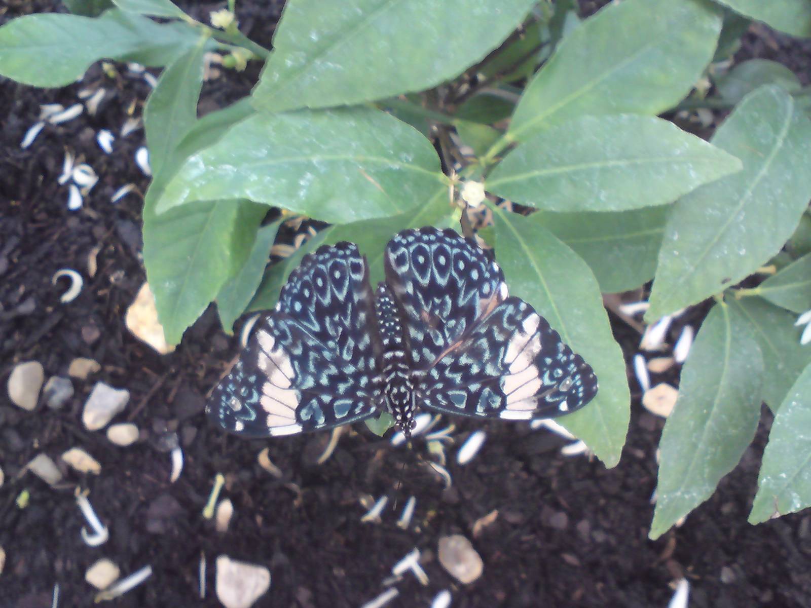 Butterfly Jungle, Natural History Museum