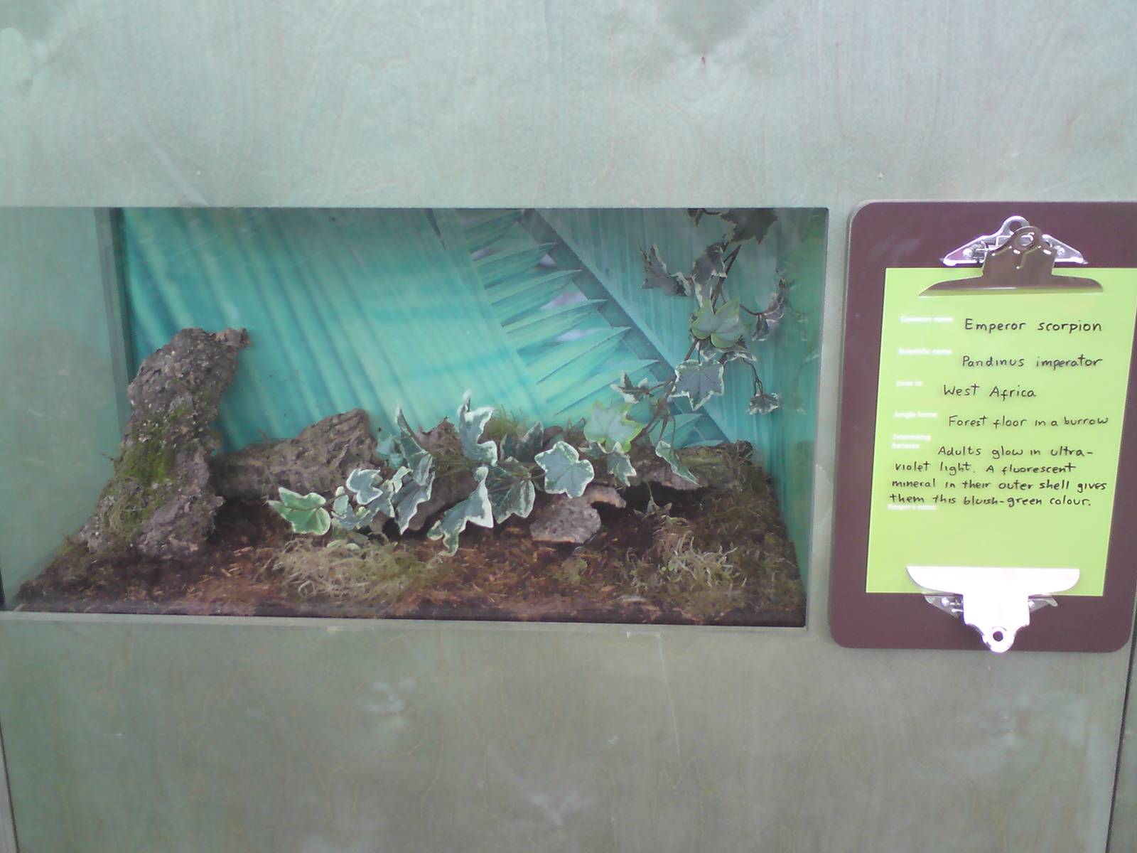 Butterfly Jungle, Natural History Museum