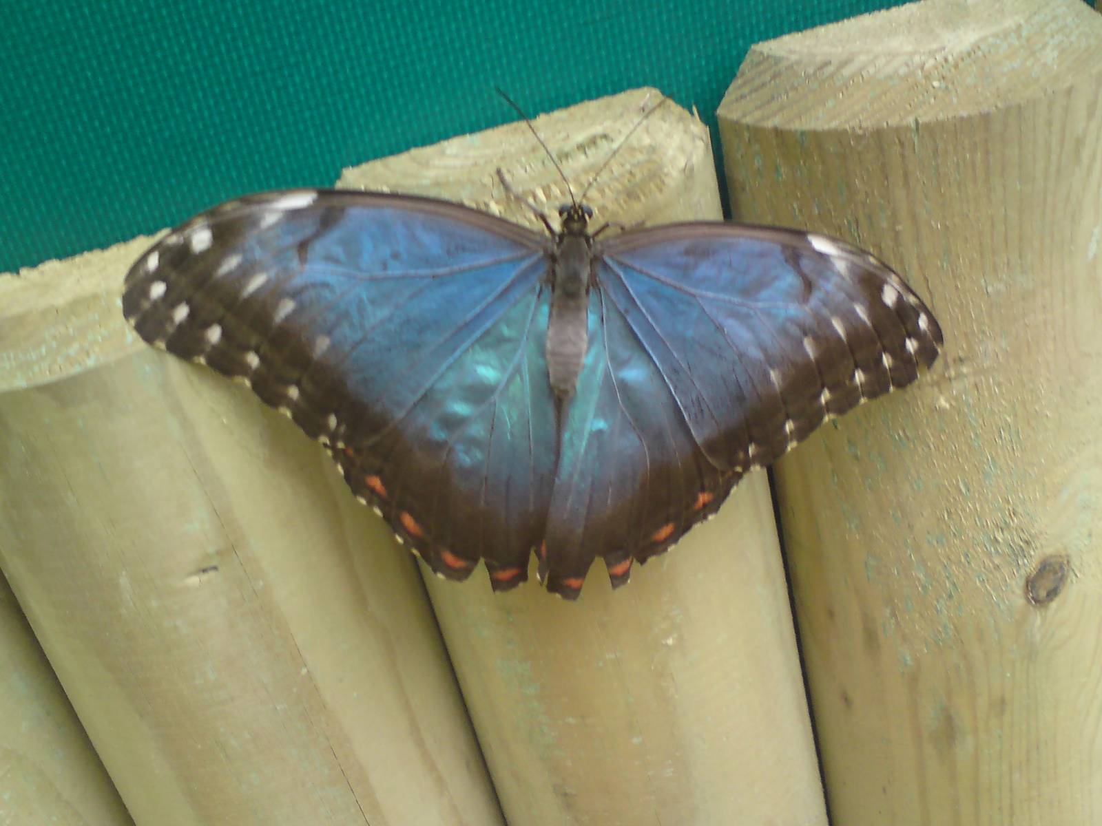 Butterfly Jungle, Natural History Museum