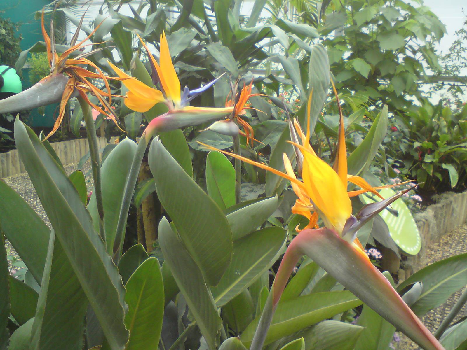 Butterfly Jungle, Natural History Museum