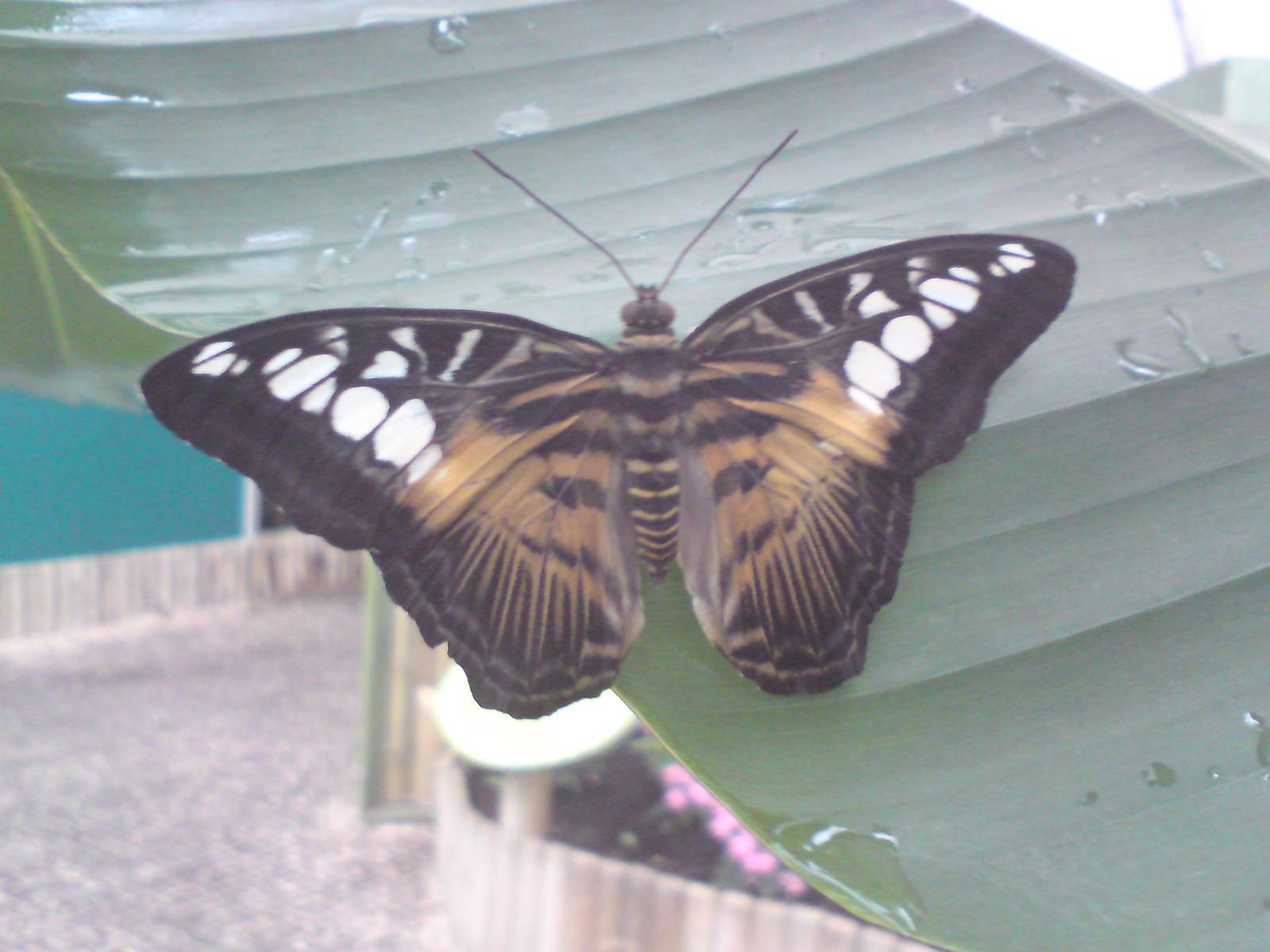 Butterfly Jungle, Natural History Museum