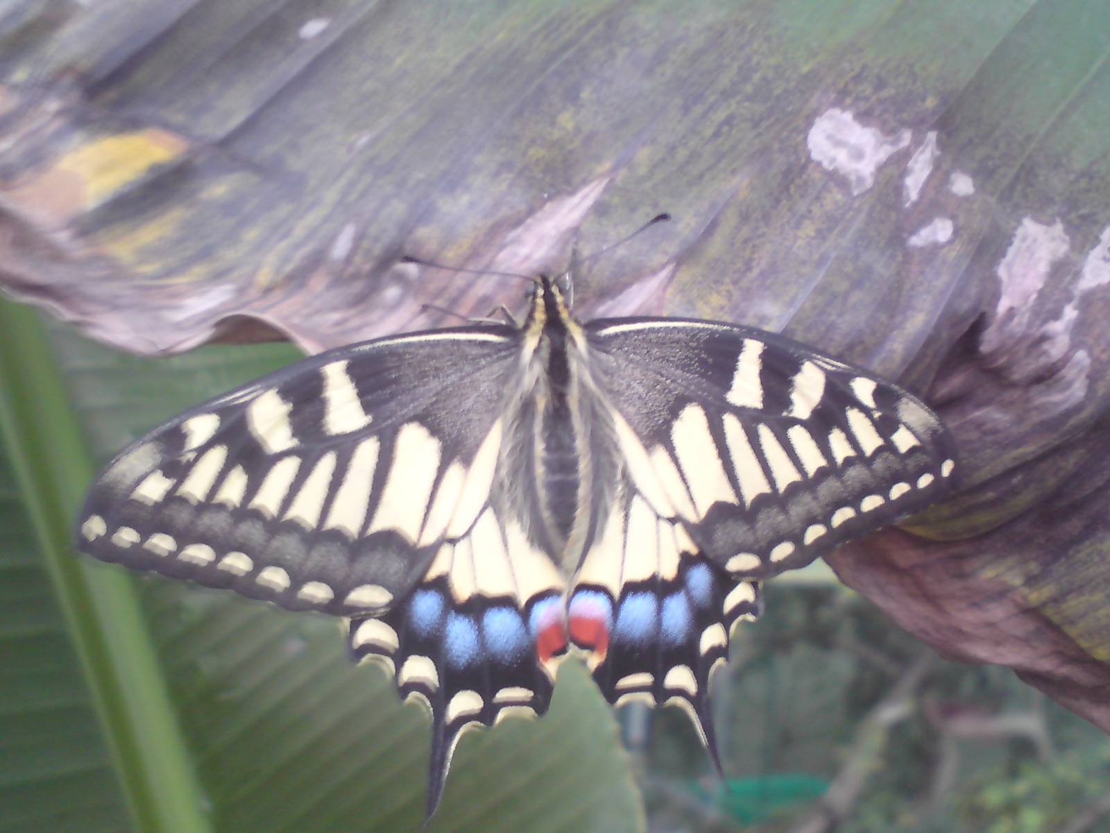 Butterfly Jungle, Natural History Museum