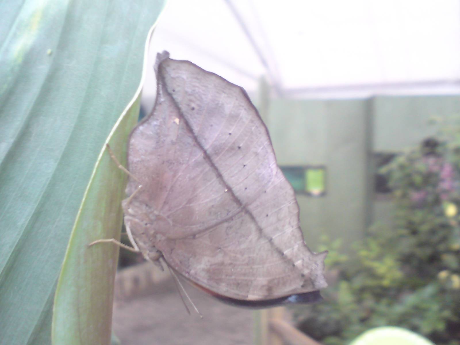 Butterfly Jungle, Natural History Museum
