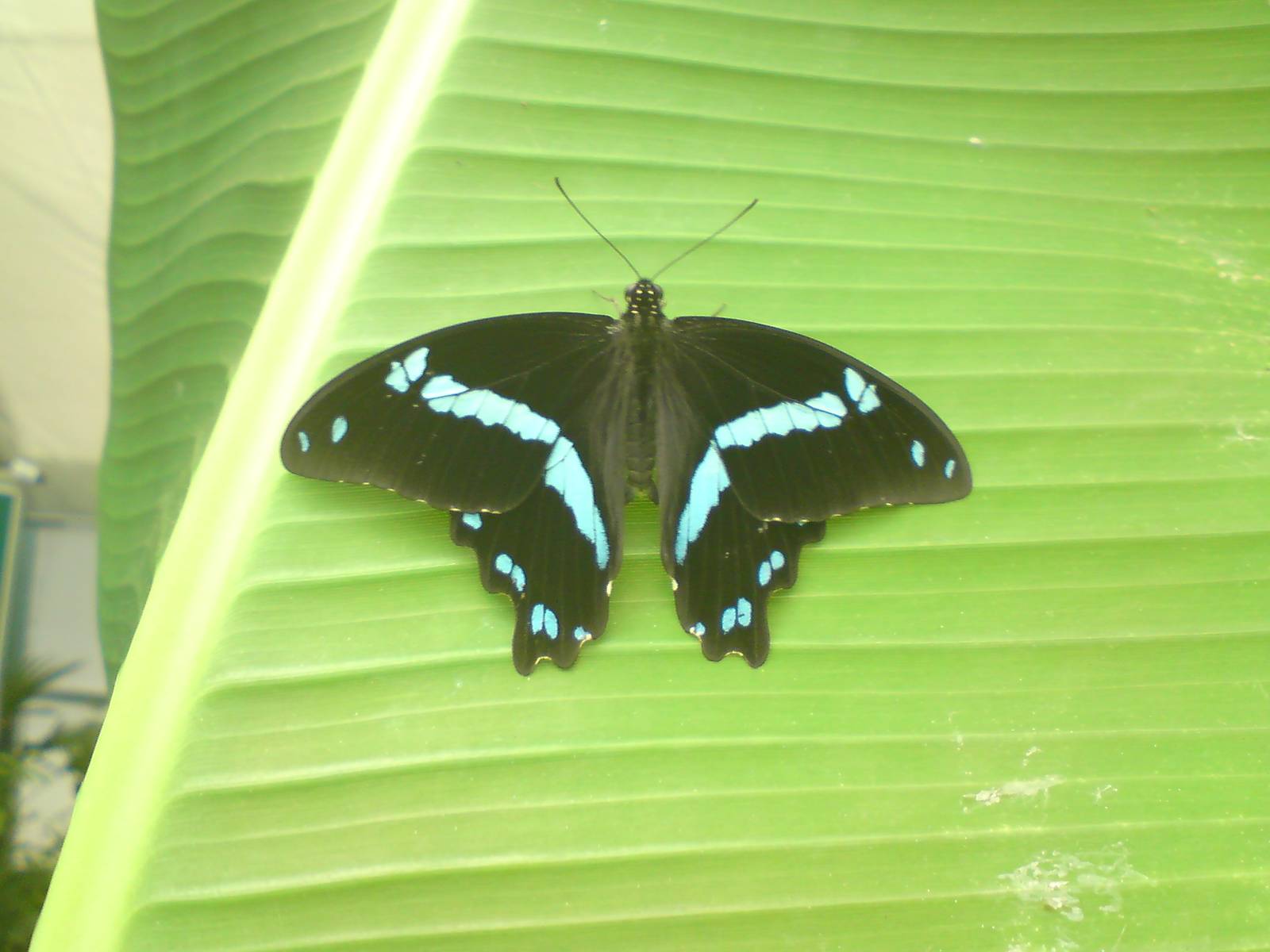 Butterfly Jungle, Natural History Museum